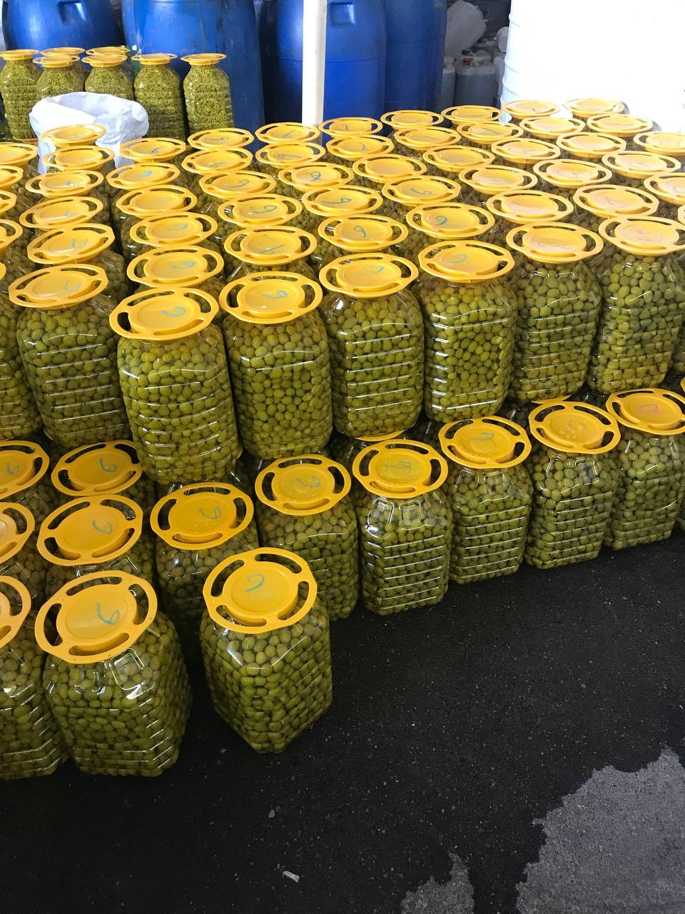 زیتون (طارم) در همه سایز و قیمت متفاوت